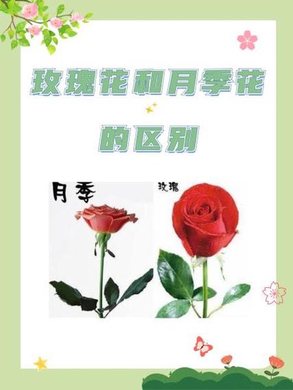 花可以和谁相对
