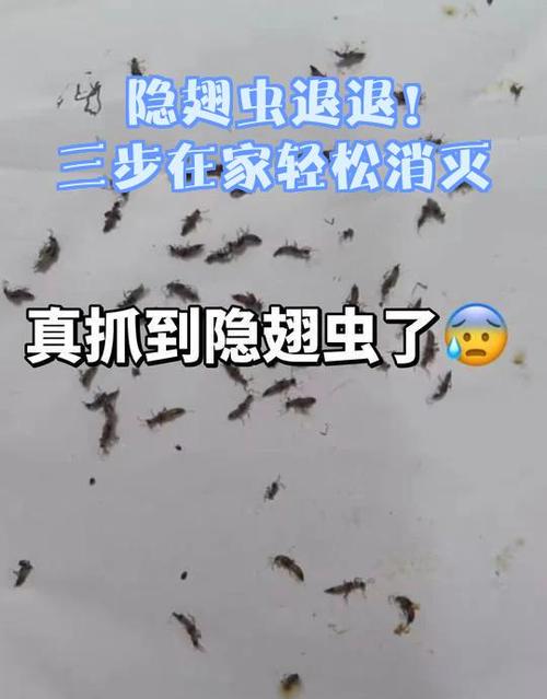 家里出现隐翅虫怎么消灭截图