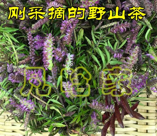 云南野生小山茶