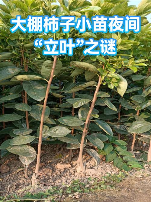 柿叶是柿子的叶子吗