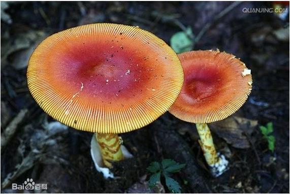 真菌属于单细胞真核生物吗图标