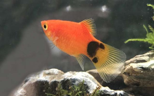 熊猫鱼混养的注意事项