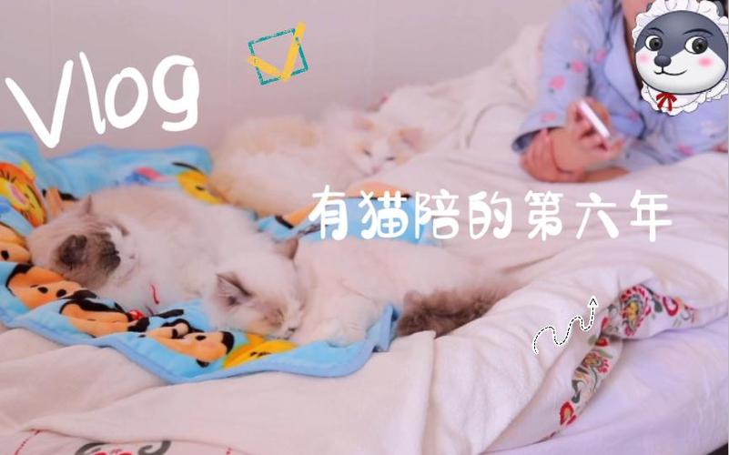 一个人养三只猫养得过来吗截图