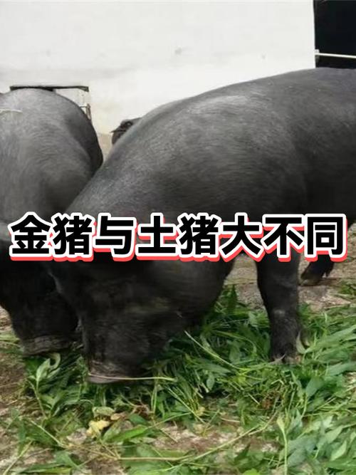 2007是金猪还是土猪