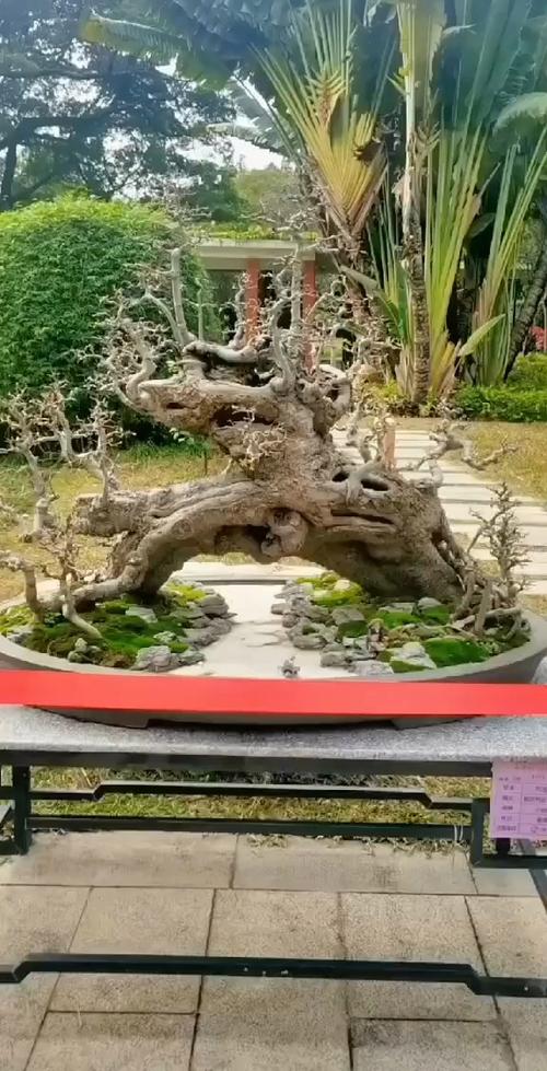 十大盆景排名