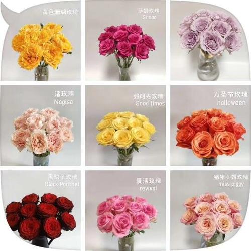 红玫瑰名称大全