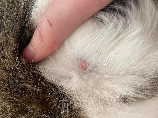 猫咪身上有凸起的硬疙瘩
