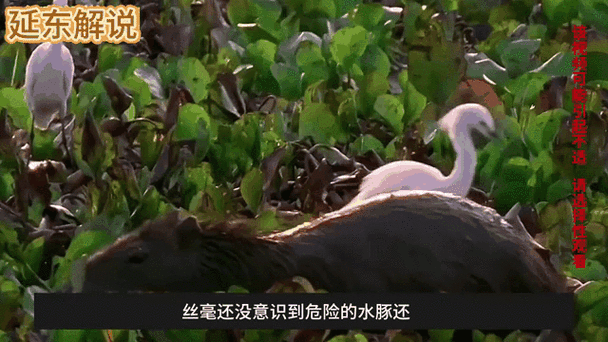 森蚺最大的天敌是什么