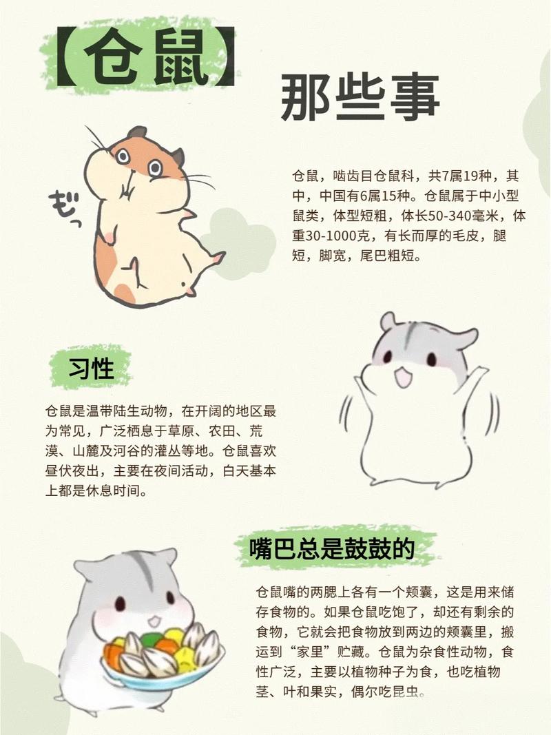 佛说仓鼠的果报