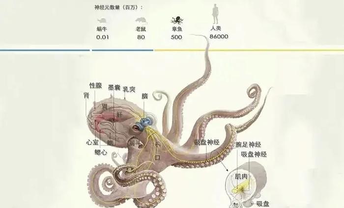 章鱼有几个心脏和几个大脑