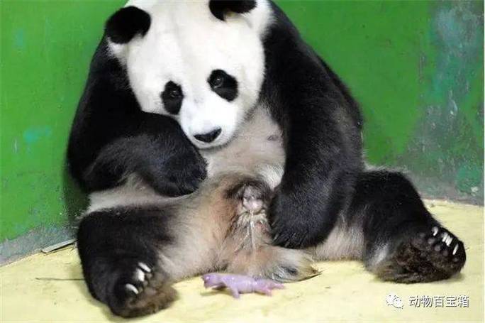 大熊猫的繁殖特点