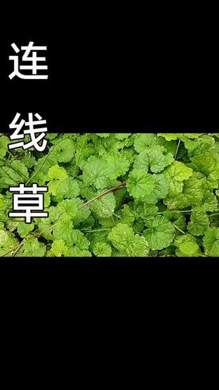 透骨消草药图片