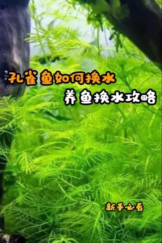 孔雀鱼怎么养
