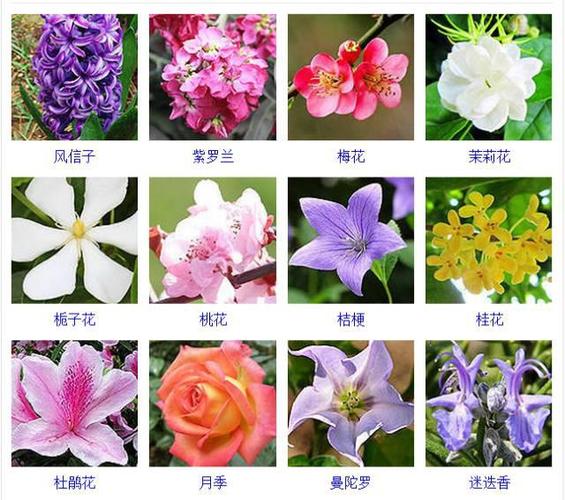 花草植物大全