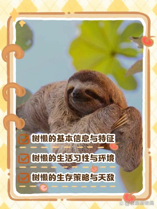 树懒acc词语缩略图