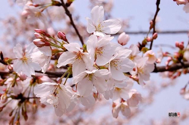 樱花有几种
