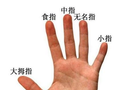 五指怎么叫法