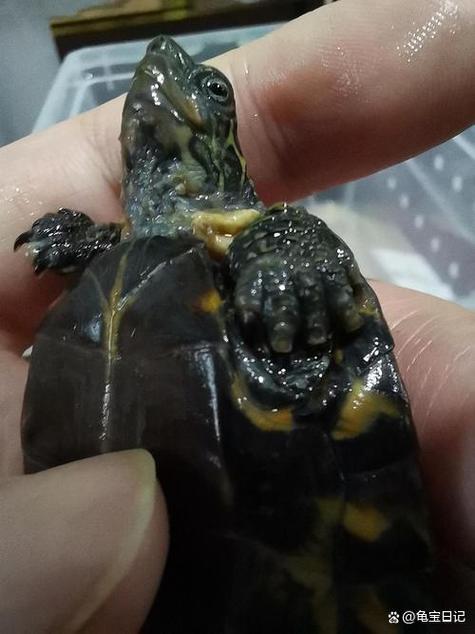 乌龟不健康的表现游戏截图