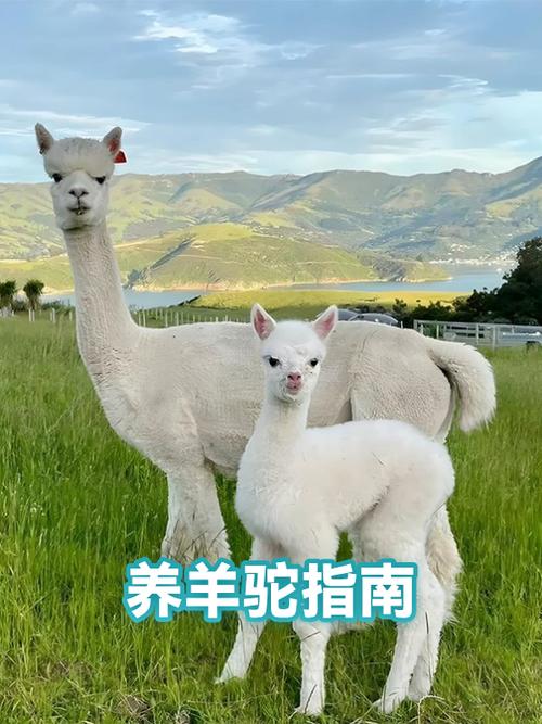 怎么养一只羊驼