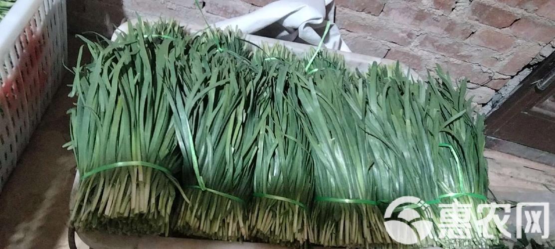 韭菜批发价格