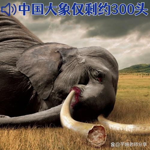 亚洲象是不是我国珍稀动物