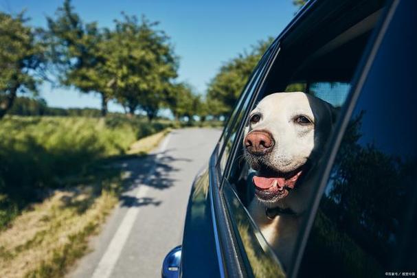 gotothedogsatdog