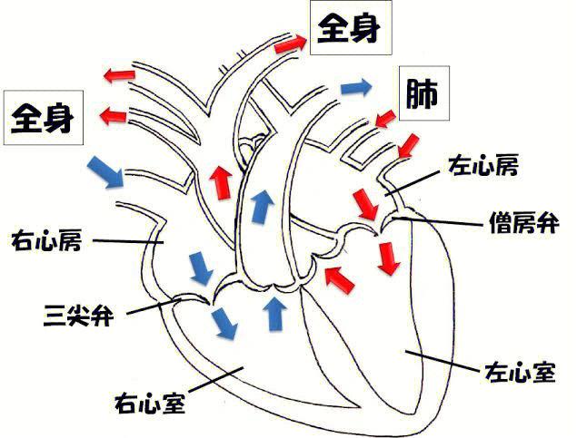 人的心脏偏左还是偏右缩略图