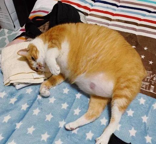 猫怀孕了有什么征兆