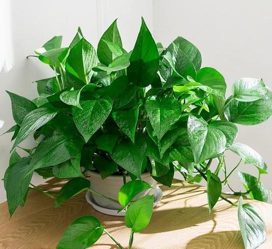 家里养绿萝好不好