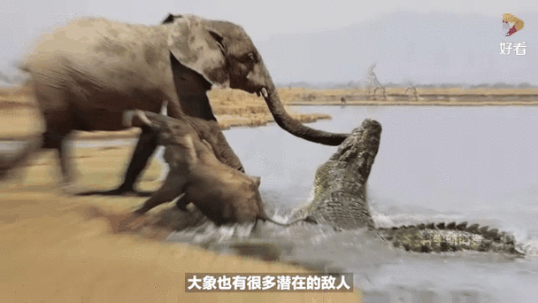 一拳12吨的威力能打死大象吗