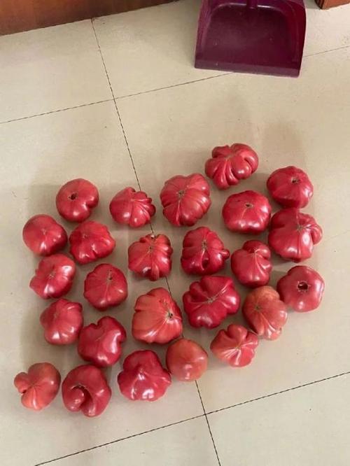 什么是桥豆麻袋