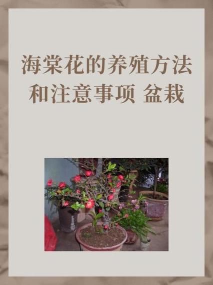 在海棠看文的方法
