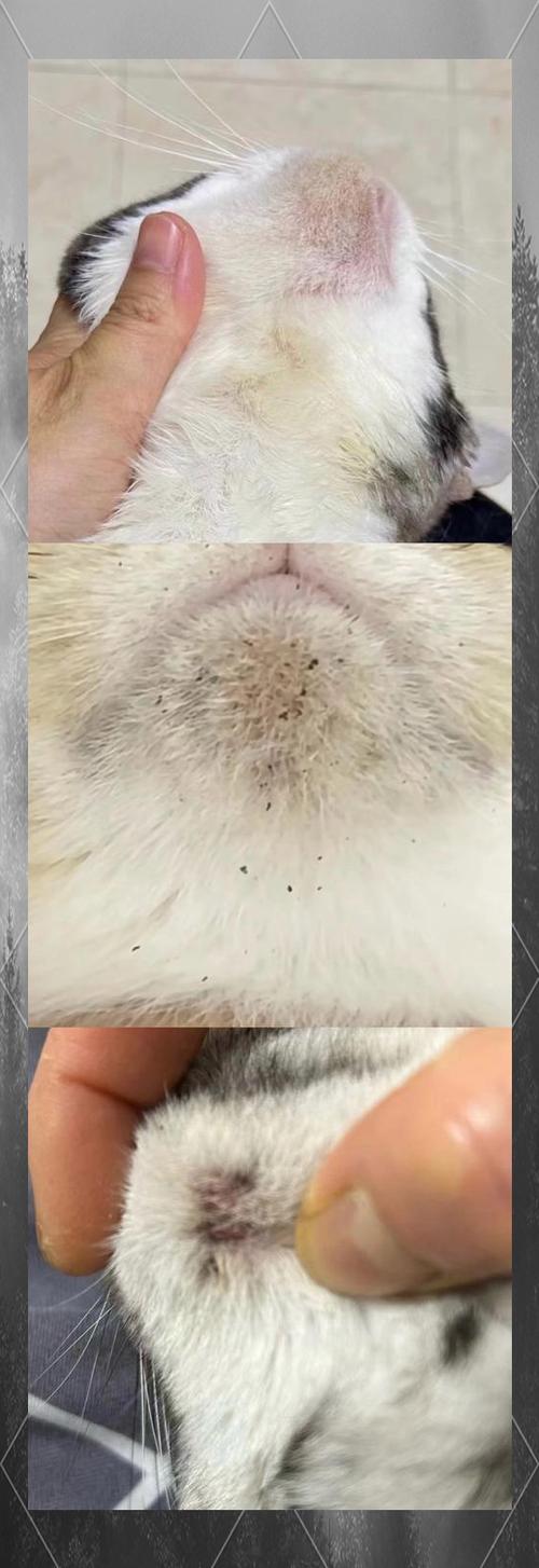 小猫为什么会得猫癣