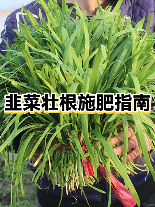 卖韭菜根真的赚钱么
