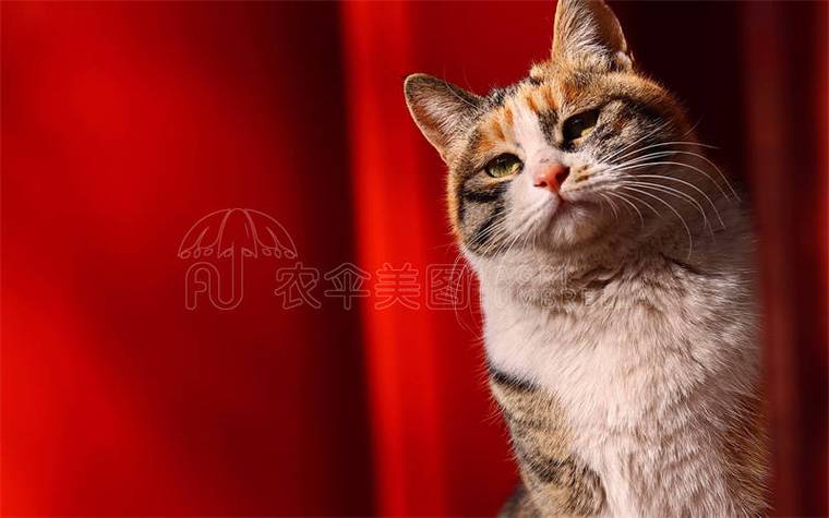 画质猫下载安装