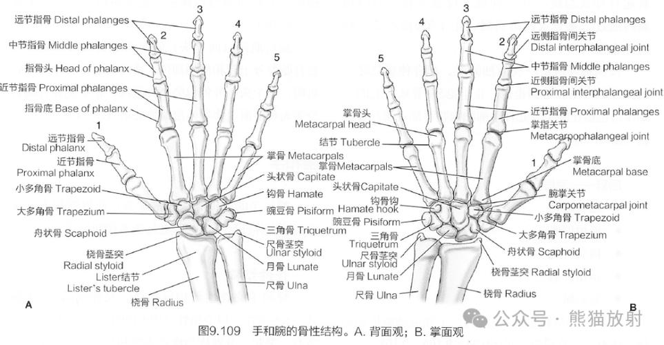 腕骨的准确位置及功效视频