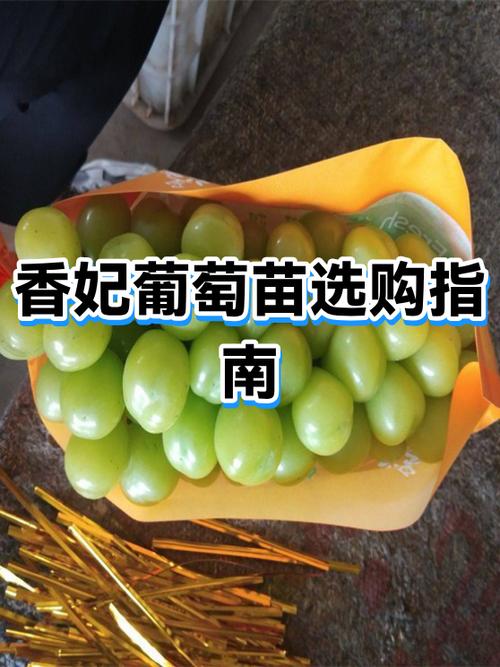 快手香妃葡萄现在在哪直播