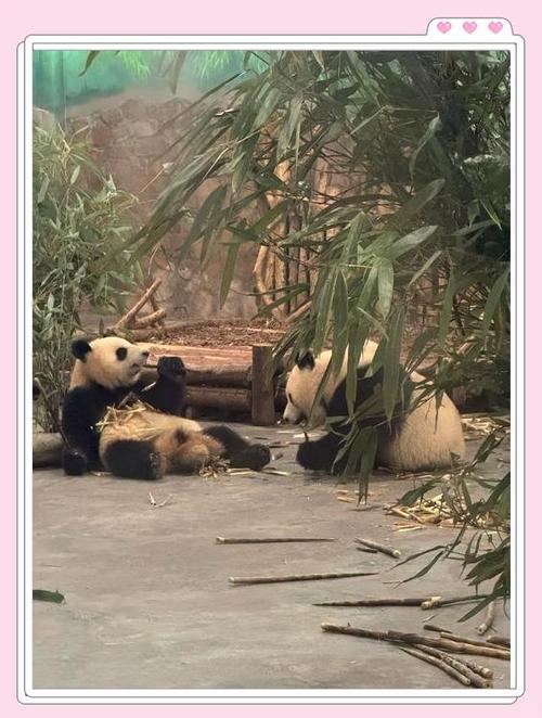 河南大熊猫的生存环境