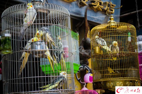 广州买鸟去哪个市场好