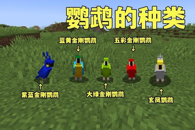 我的世界里鹦鹉能干嘛
