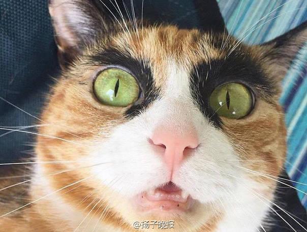 猫咪段子账号密码大全