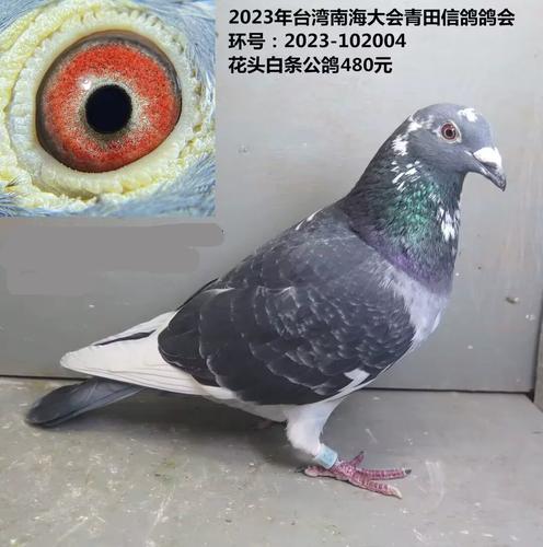 台湾十大鸽会排名