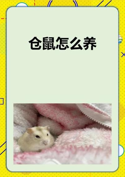 仓鼠什么时候养最好活