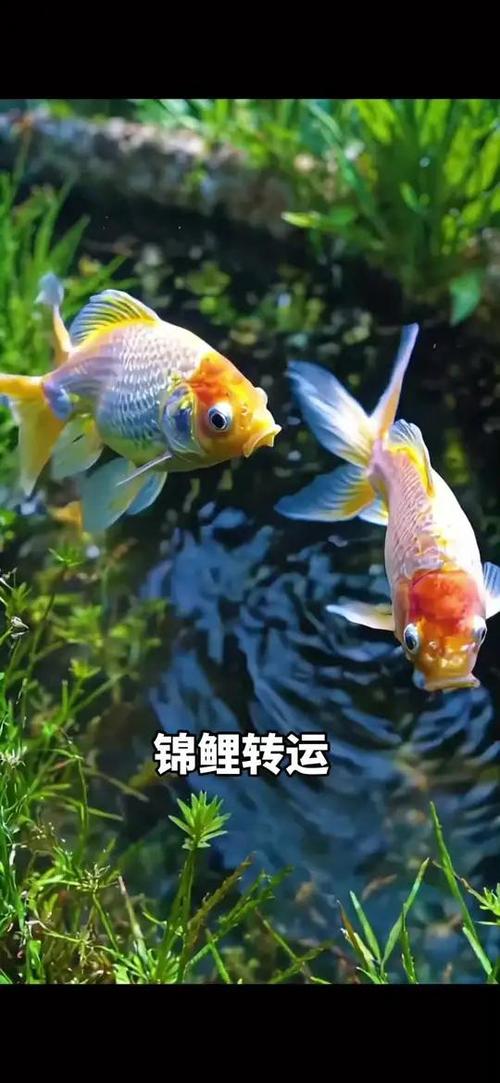 转发这条锦鲤