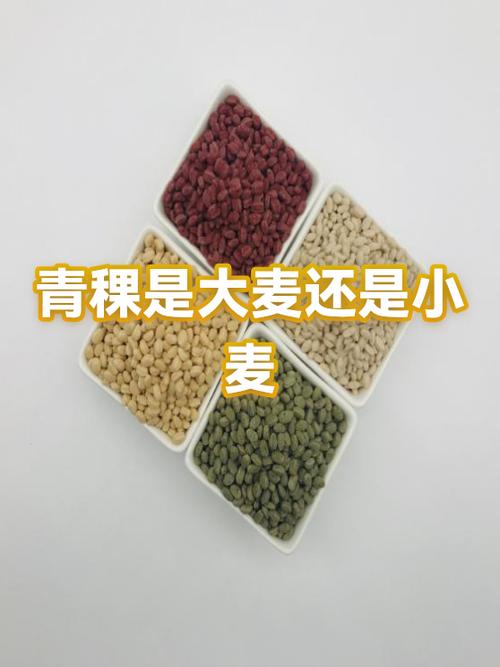 现在大麦麦在哪儿直播