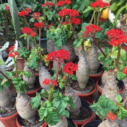 四季开花的观赏树
