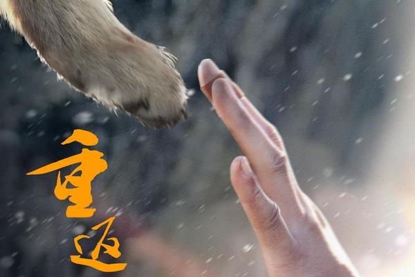 电影重返狼群2