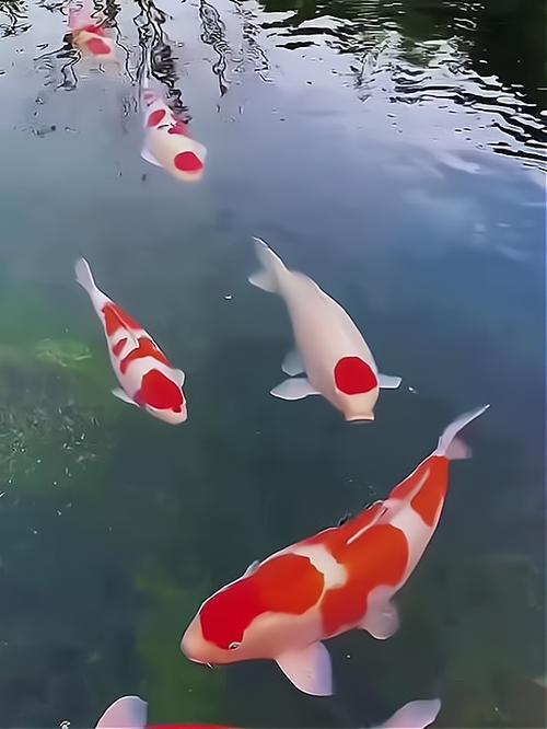 锦鲤鸿运当头