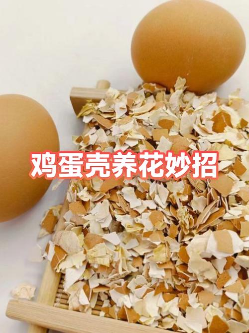 鸡蛋壳做肥料正确做法