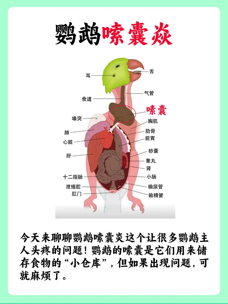 鸡嗉囊鼓鼓的是不是吃太多了